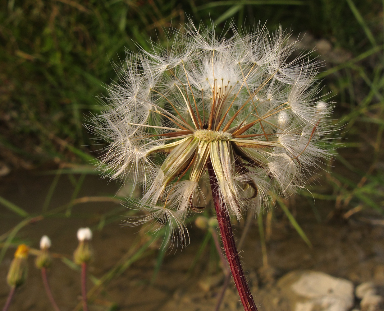 Image of Crepis rhoeadifolia specimen.