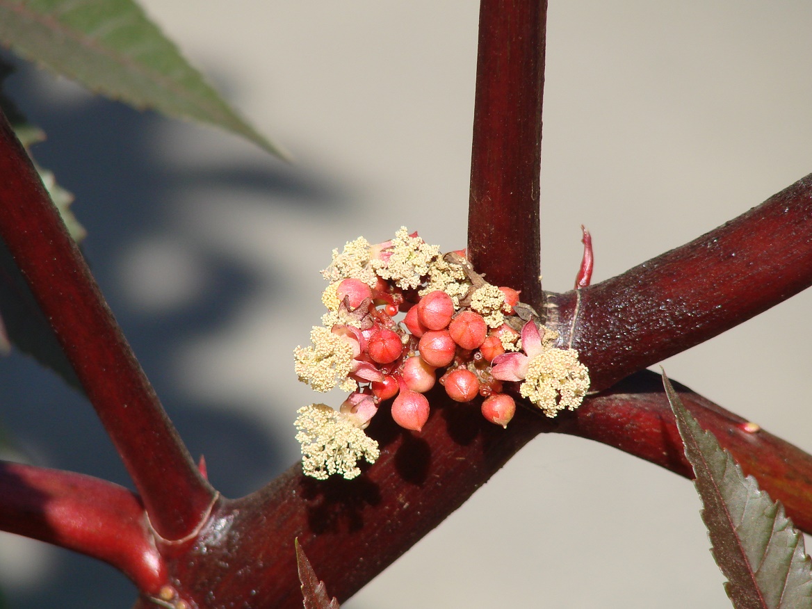 Image of Ricinus communis specimen.