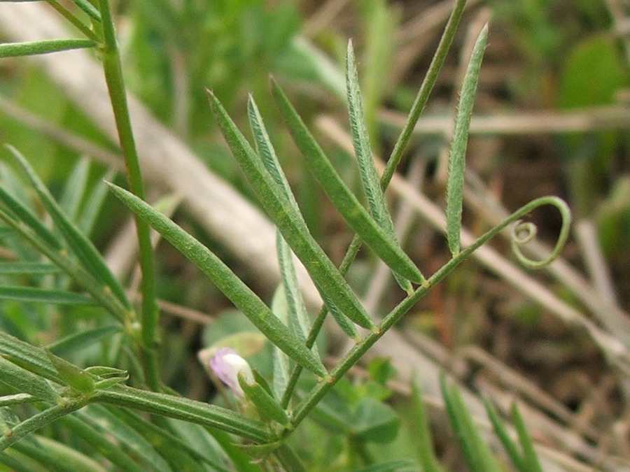 Image of Vicia tenuissima specimen.