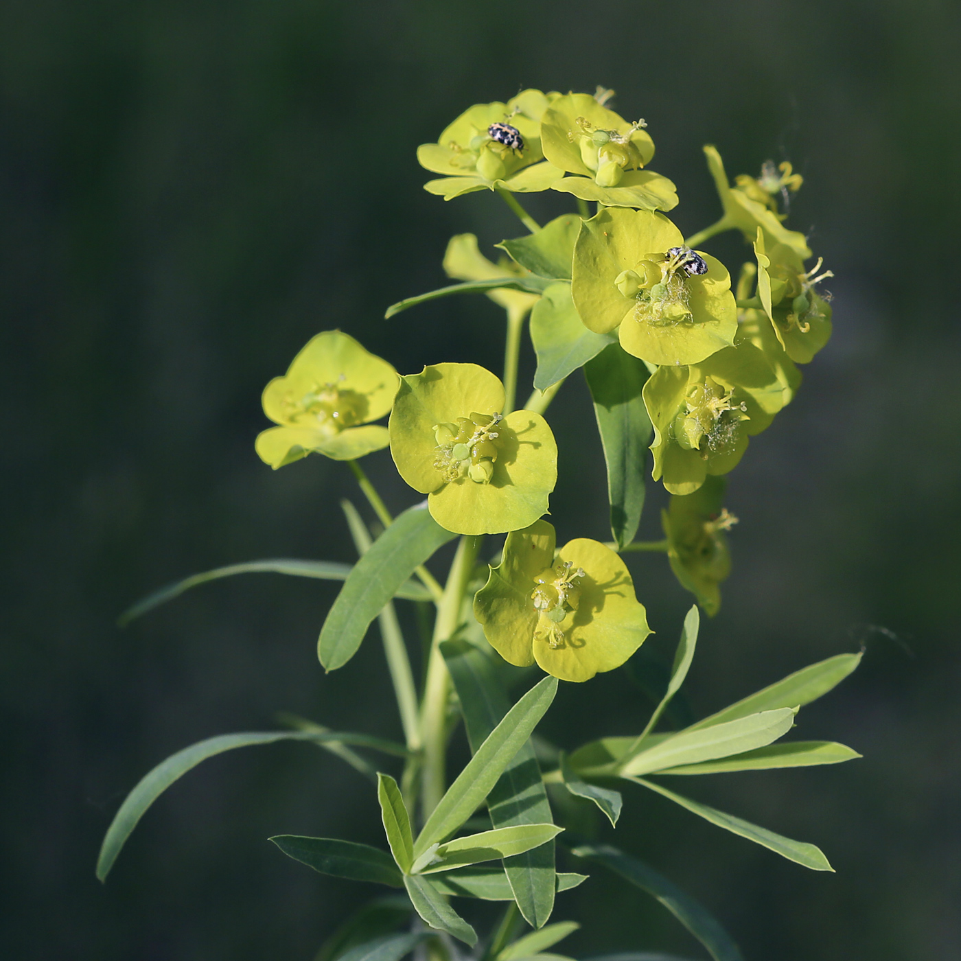 Изображение особи Euphorbia virgata.