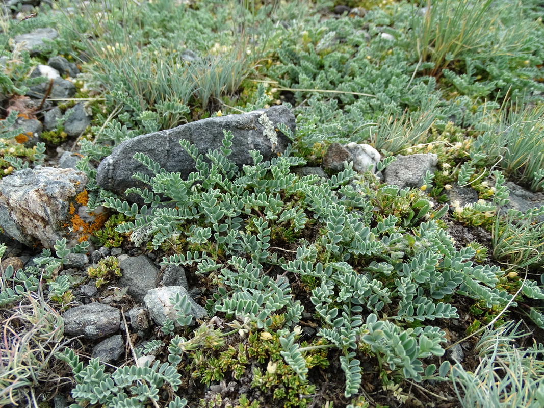 Изображение особи Oxytropis polyphylla.