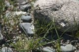 Gypsophila desertorum