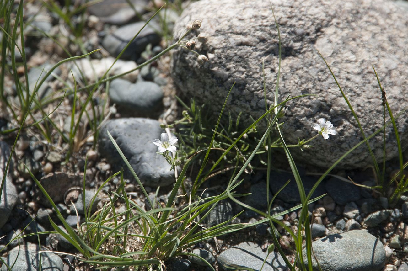 Изображение особи Gypsophila desertorum.