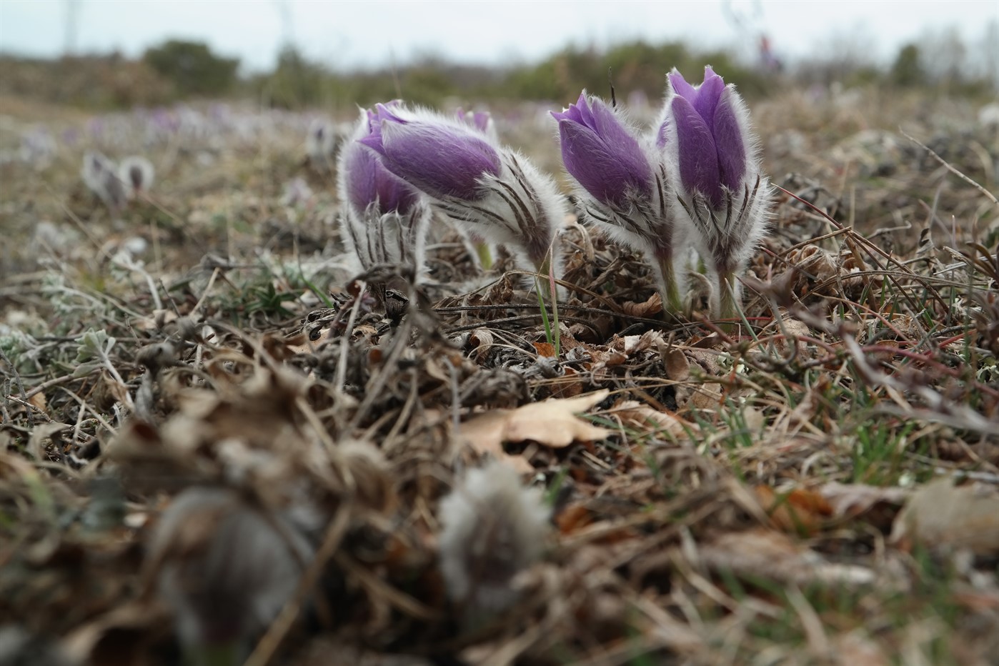 Изображение особи Pulsatilla taurica.