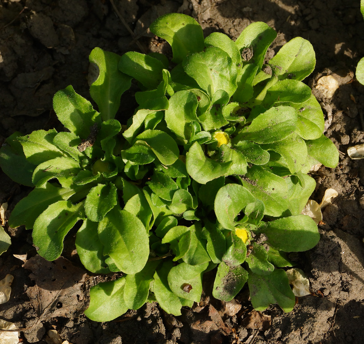 Image of Bellis perennis specimen.