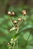 Melandrium dioicum