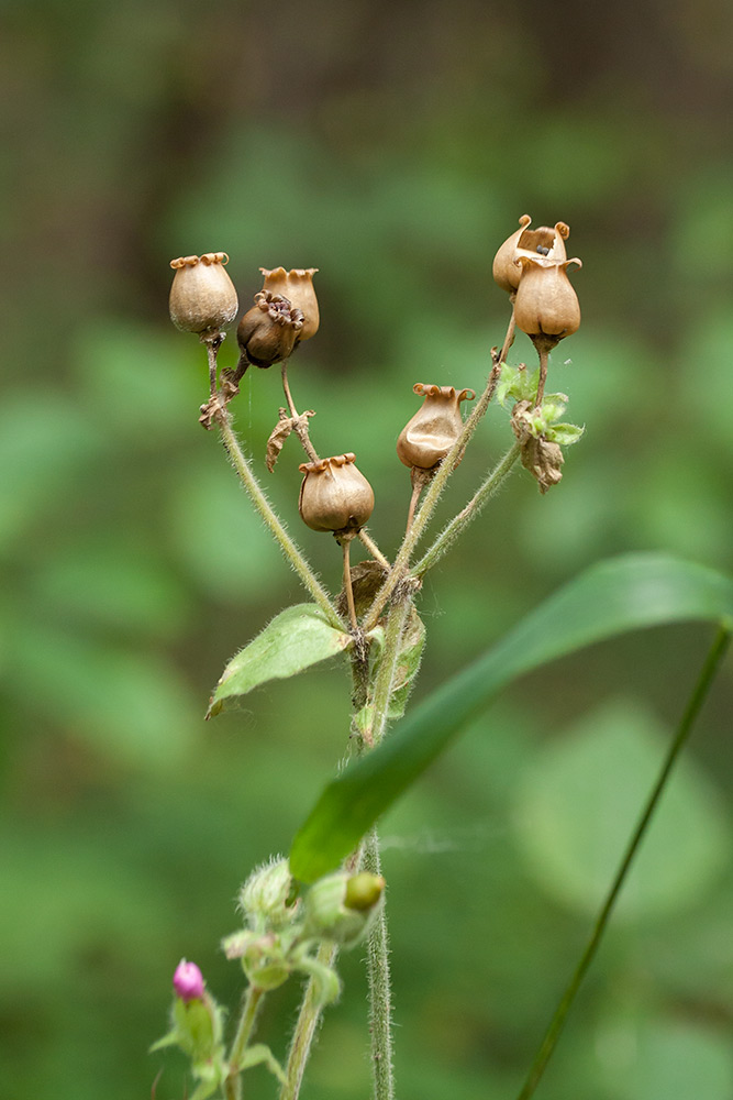 Изображение особи Melandrium dioicum.