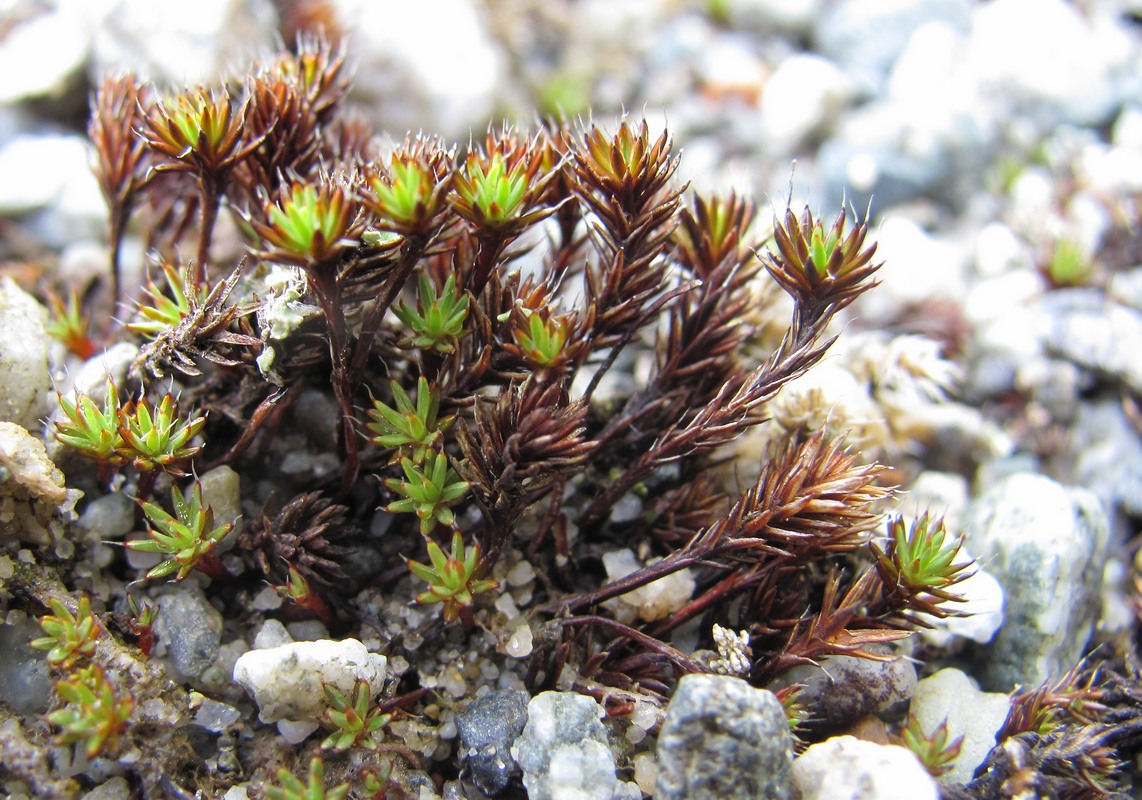 Image of Polytrichum piliferum specimen.