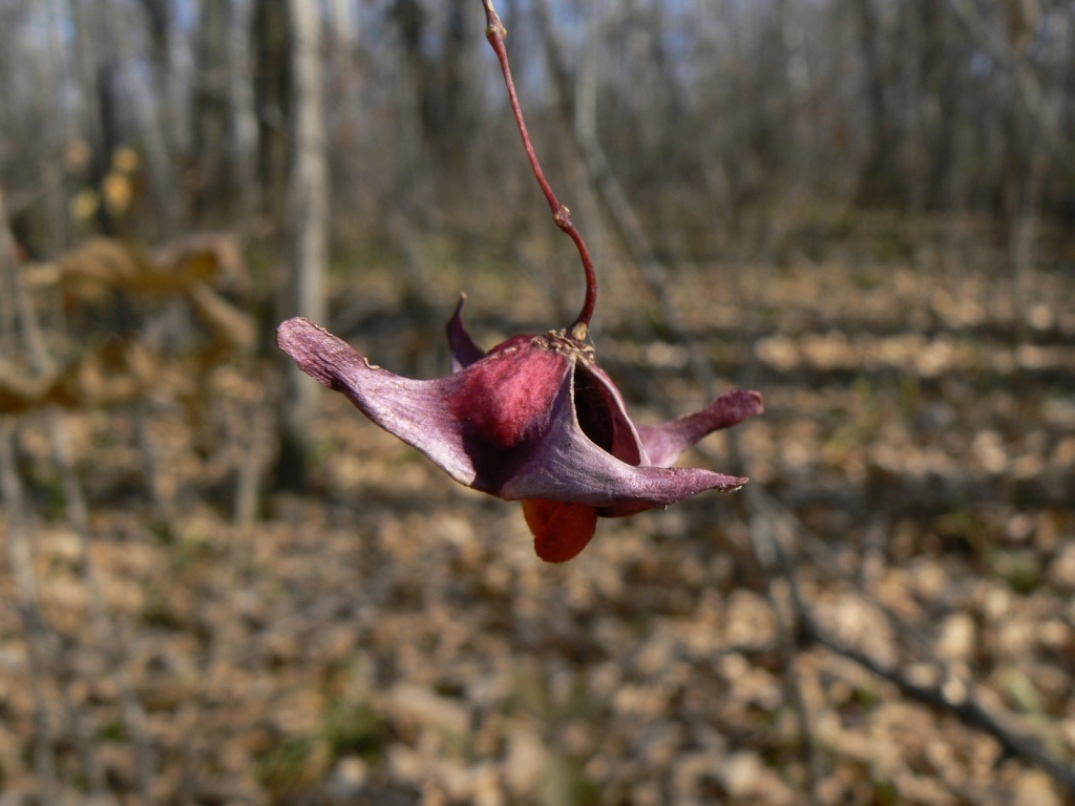 Image of Euonymus macropterus specimen.