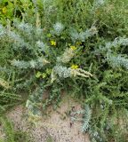 Atriplex glauca