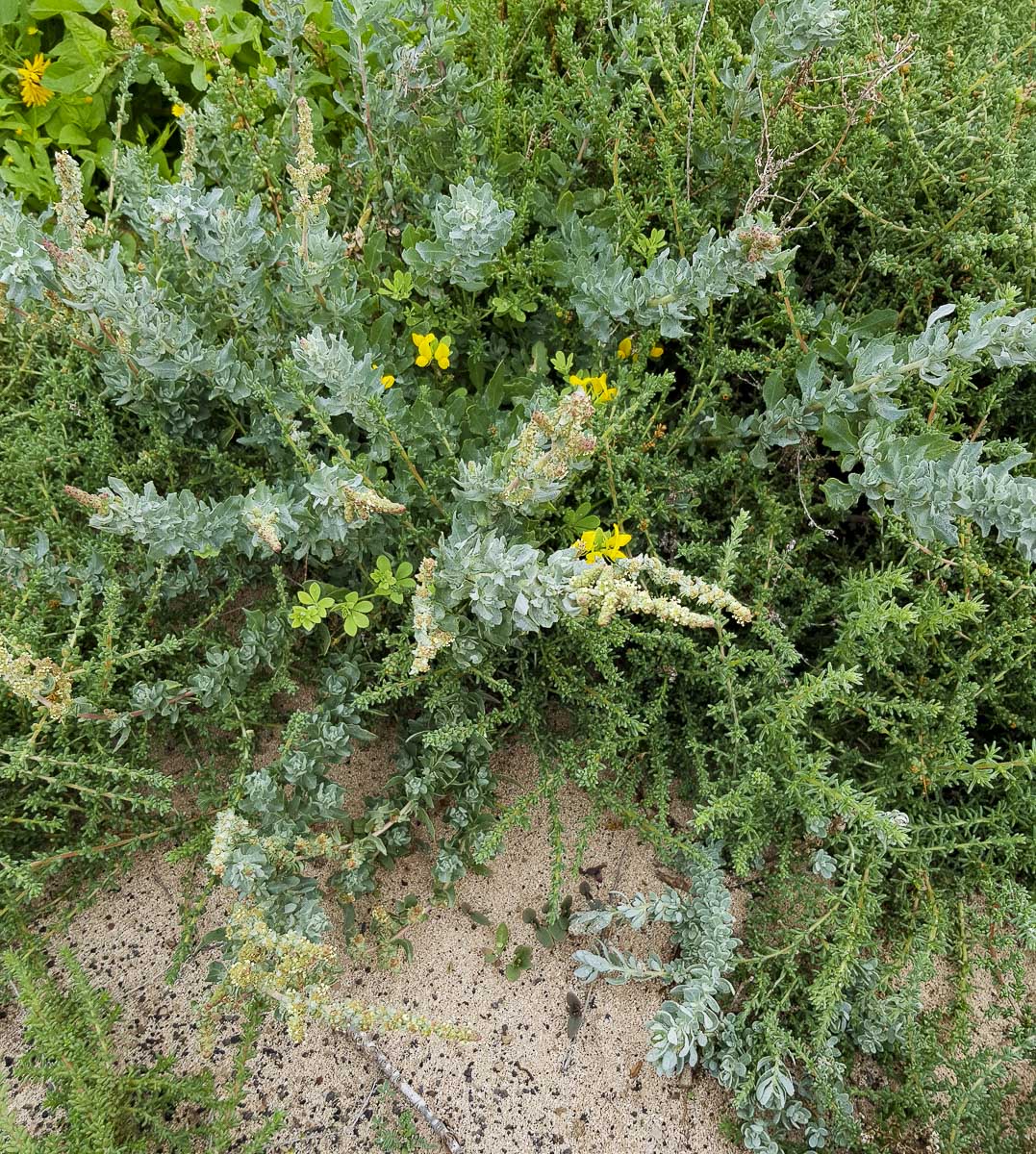 Изображение особи Atriplex glauca.