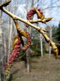 Populus balsamifera