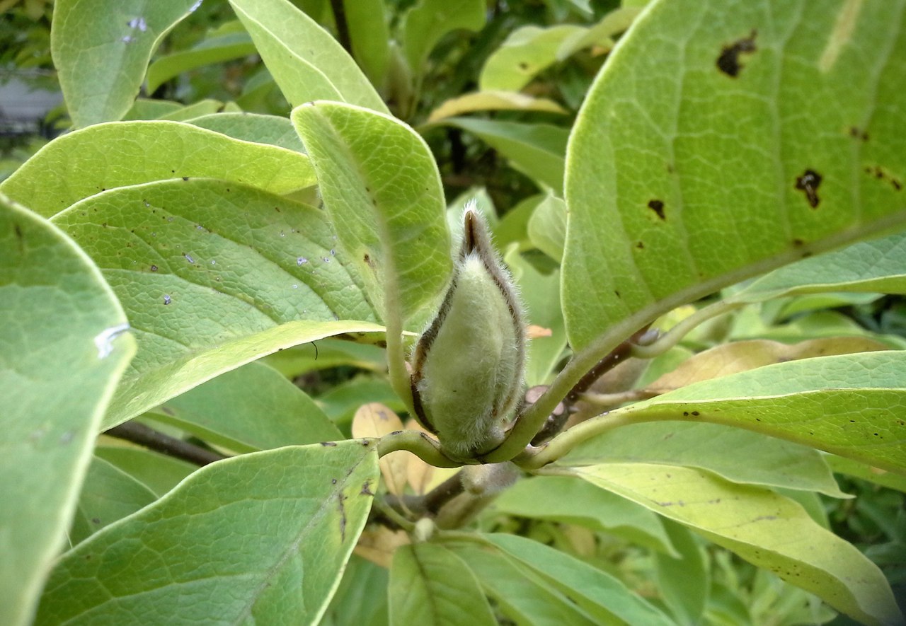 Image of Magnolia × soulangeana specimen.