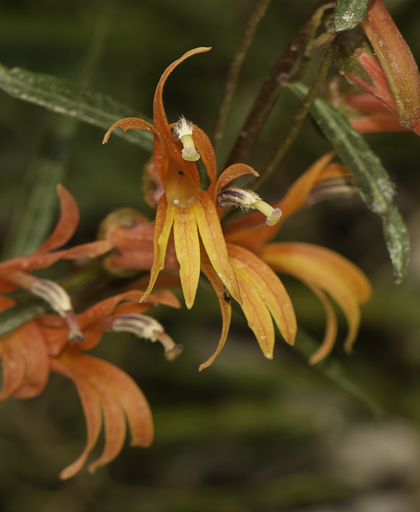 Image of Lobelia laxiflora specimen.