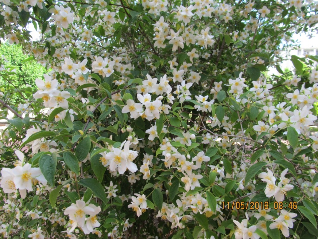 Image of Philadelphus caucasicus specimen.