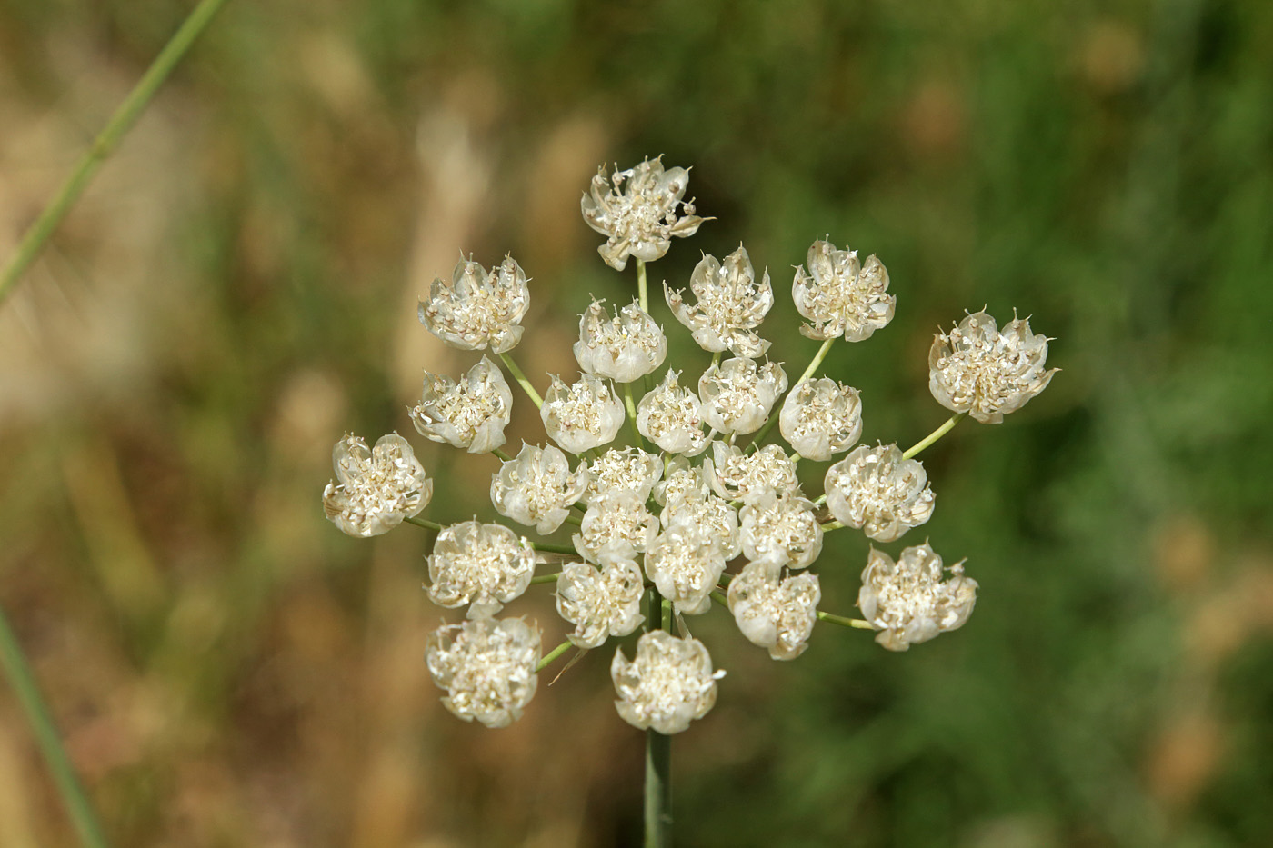 Изображение особи Elaeosticta allioides.