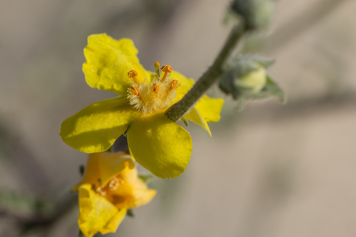 Image of Verbascum pinnatifidum specimen.