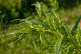 Artemisia dracunculus