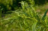Artemisia dracunculus. Верхушка зацветающего (?) побега. Пермский край, пос. Юго-Камский, частное подворье, в культуре. 24 июня 2018 г.