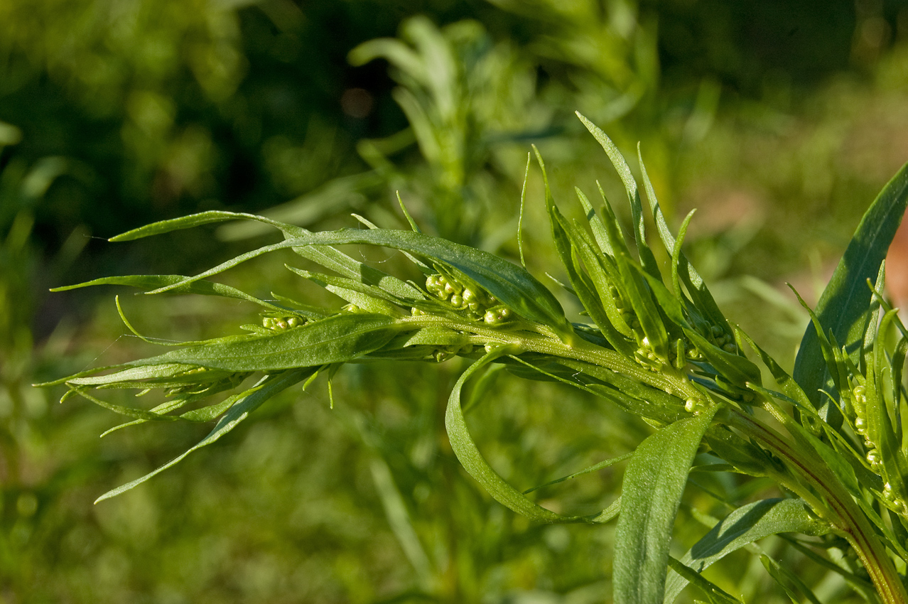 Image of Artemisia dracunculus specimen.