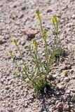 Erysimum hieraciifolium