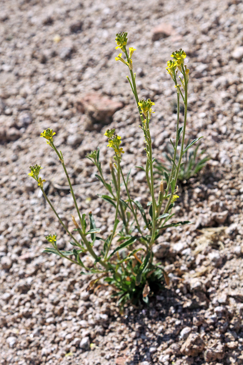 Image of Erysimum hieraciifolium specimen.