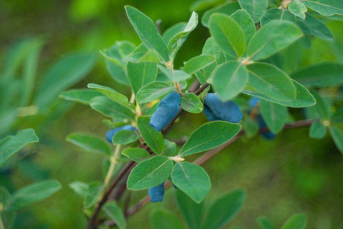 Image of Lonicera edulis specimen.