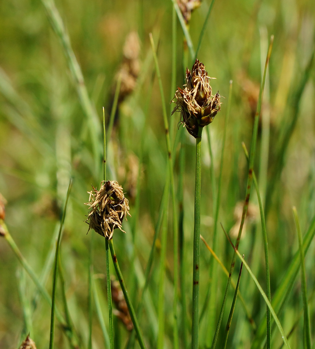 Изображение особи Carex pachystylis.