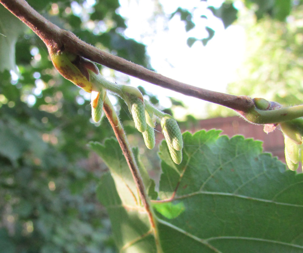 Image of Corylus colurna specimen.