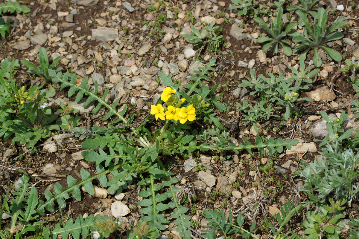 Image of Chorispora sibirica specimen.