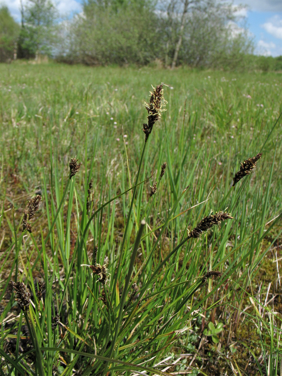 Image of Carex disticha specimen.