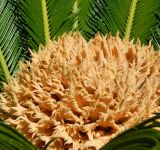 Cycas revoluta. Мегаспорофиллы. Черногория, муниципалитет Будва, пос. Бечичи (Bečići), озеленение. Июль 2018 г.