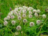 Angelica sylvestris. Соцветия с кормящимися и спаривающимися жуками-мягкотелками. Украина, Ивано-Франковская обл., Болеховский горсовет, Поляницкий сельсовет, Поляницкий региональный ландшафтный парк, урочище Граница, луг. 07.07.2018.
