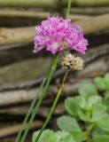 род Armeria