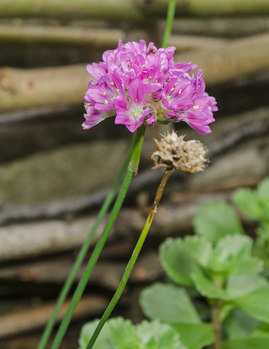 Изображение особи род Armeria.