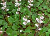 Pyrola grandiflora. Цветущие растения. Чукотка, Билибинский р-н, восточная окр. г. Билибино, поляна на берегу р. Б. Кепервеем. 24.06.2018.