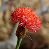 Kleinia stapeliiformis