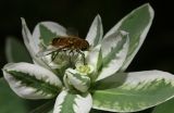 Euphorbia marginata