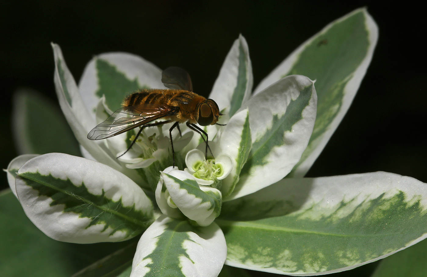 Image of Euphorbia marginata specimen.