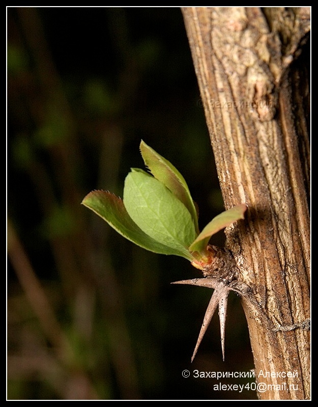 Image of Berberis vulgaris specimen.