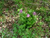 Cypripedium macranthos