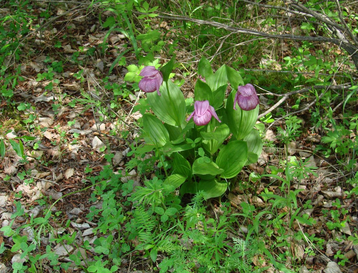 Изображение особи Cypripedium macranthos.