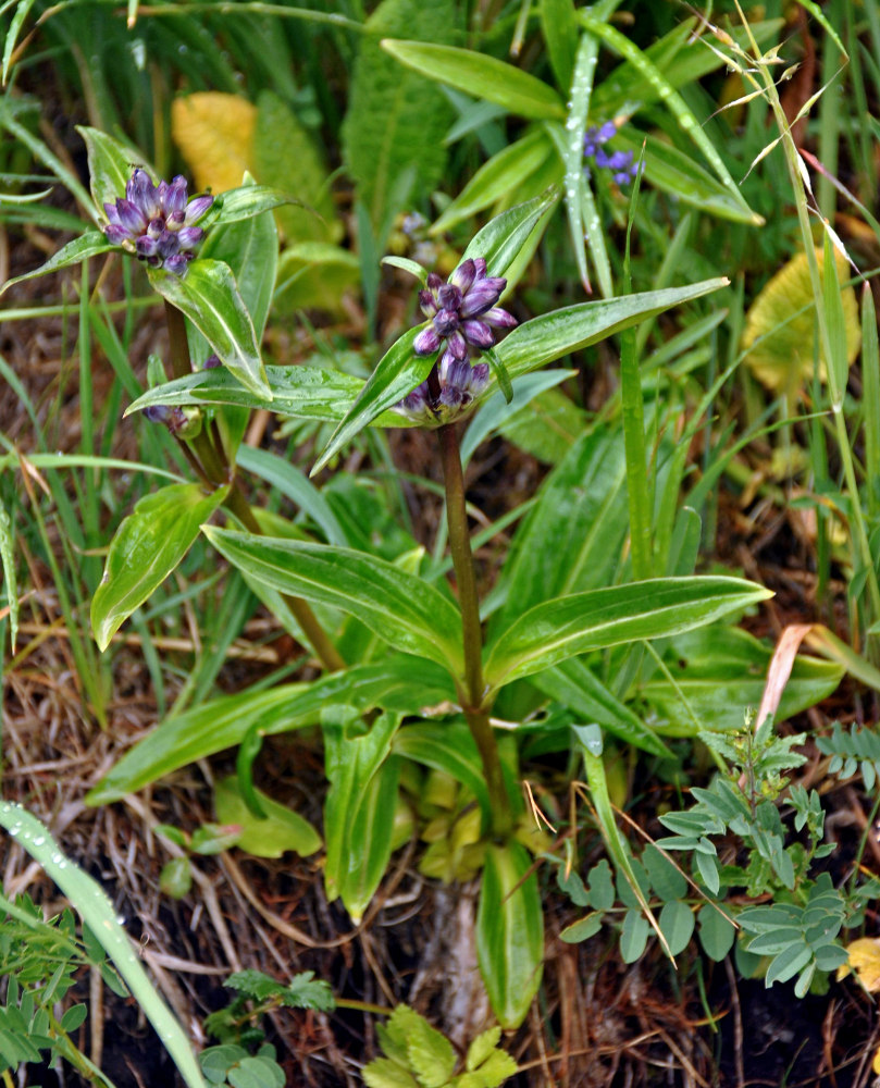 Image of Gentiana macrophylla specimen.