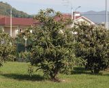 Eriobotrya japonica