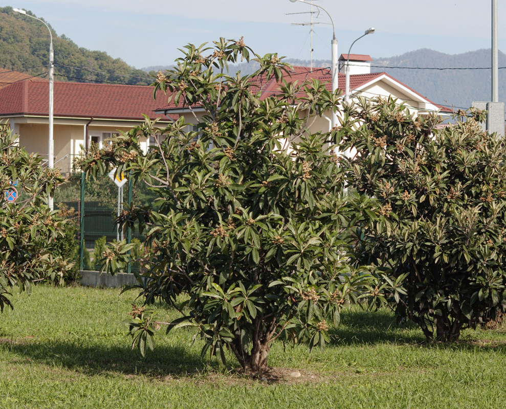 Изображение особи Eriobotrya japonica.