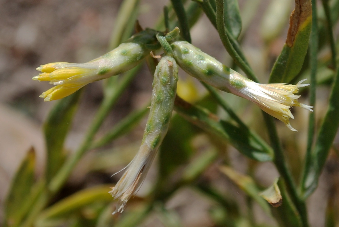 Изображение особи Pseudolinosyris grimmii.