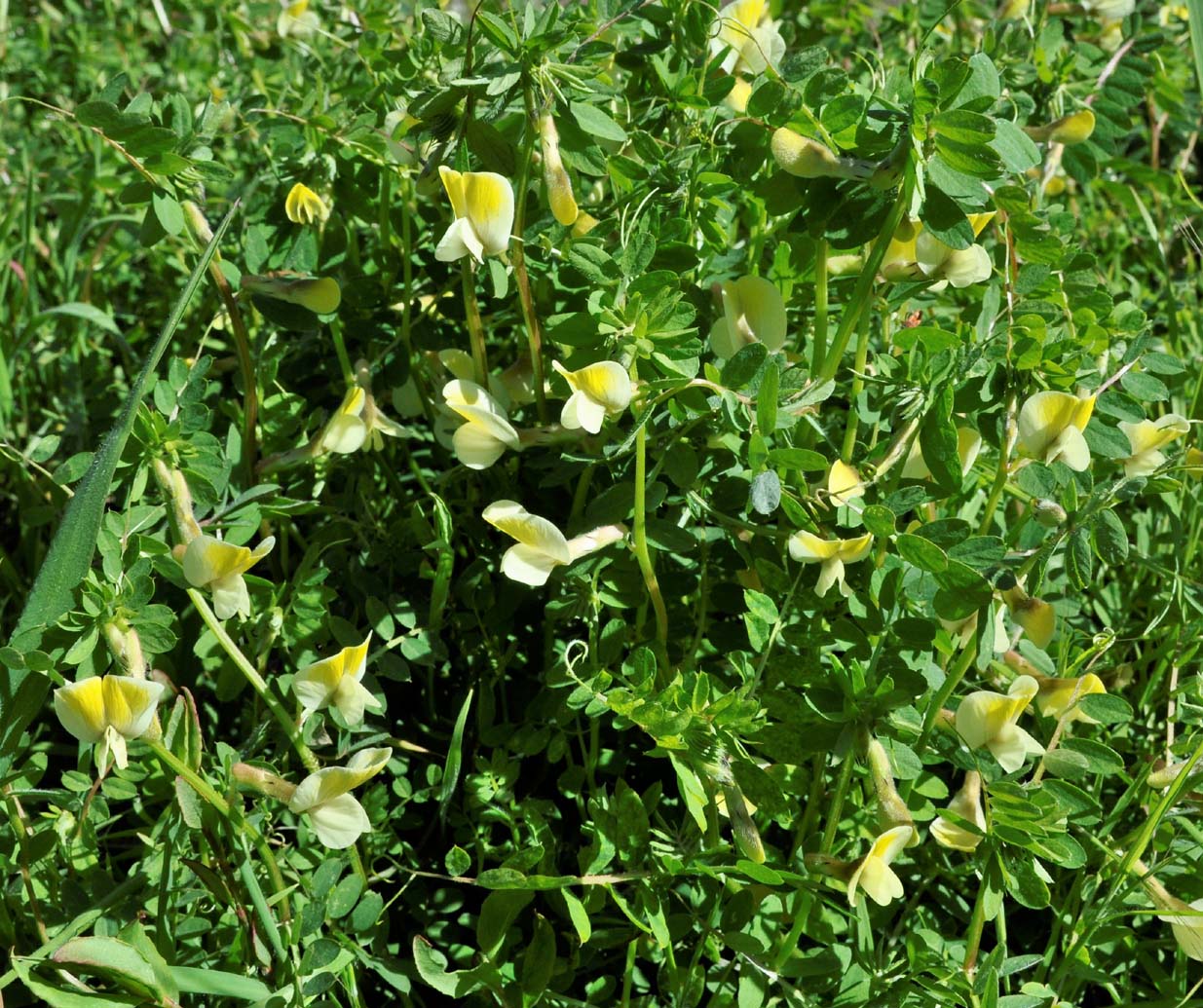 Image of Vicia hybrida specimen.
