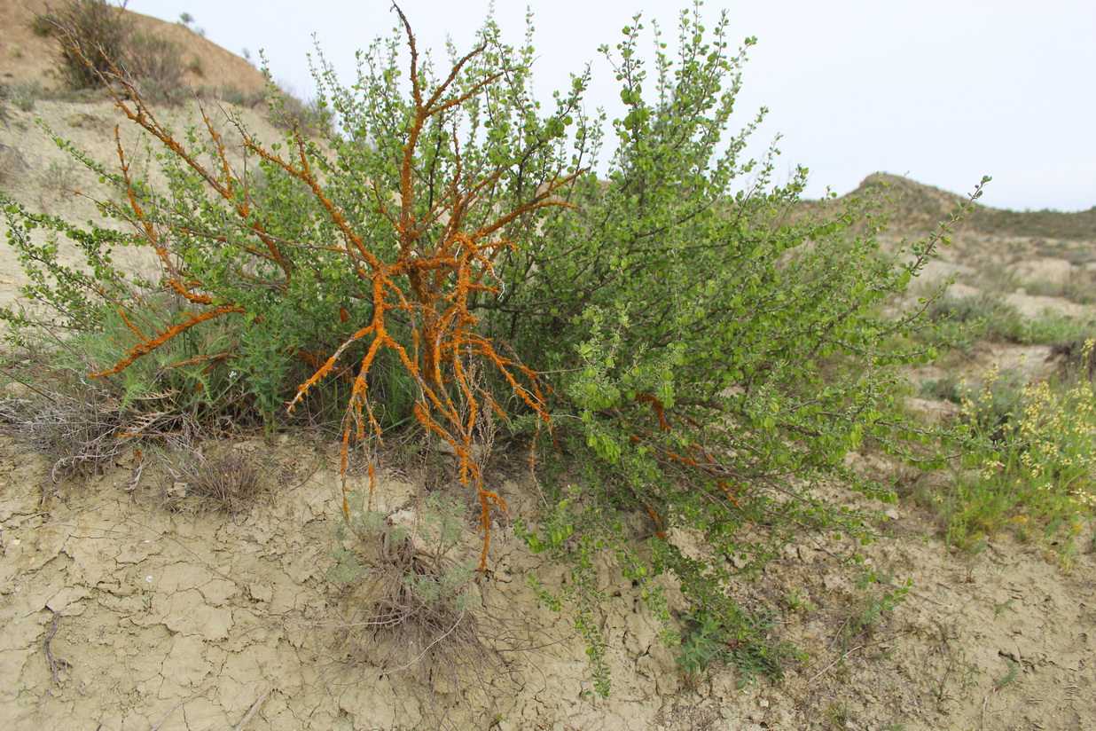 Image of Zygophyllum atriplicoides specimen.