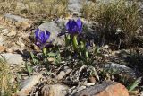 Iris lutescens