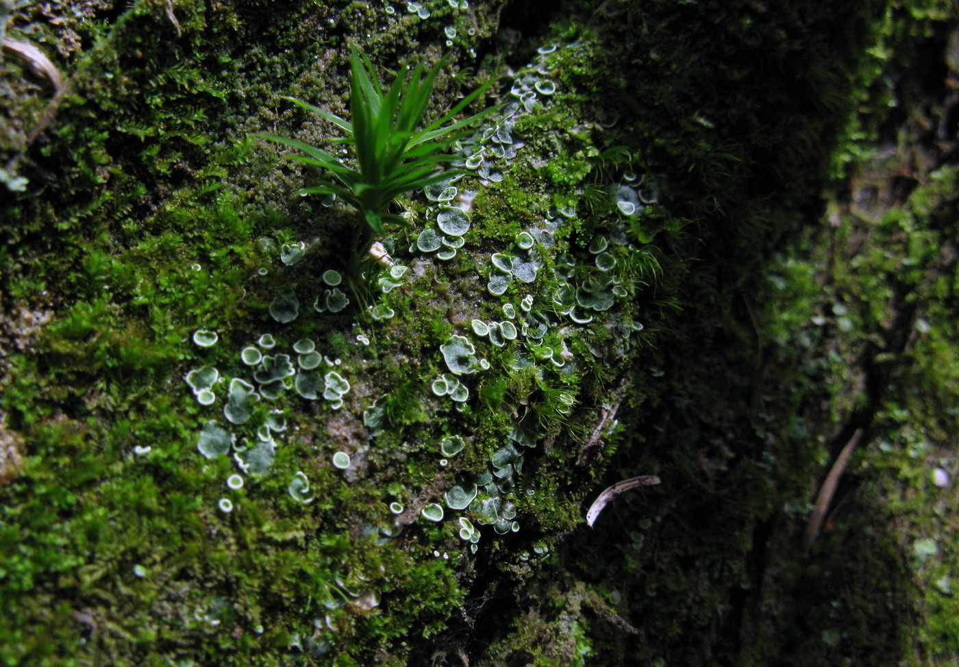 Image of Normandina pulchella specimen.